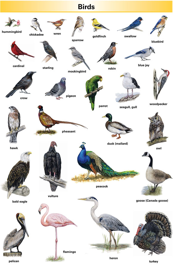 Blue Bird Names >> Bird Definition For English Language Learners From Merriam Blue Bird Names >> Bird Definition For English Language Learners From Merriam