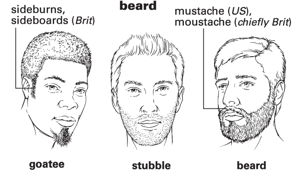 Beard Definition For English Language Learners From Merriam