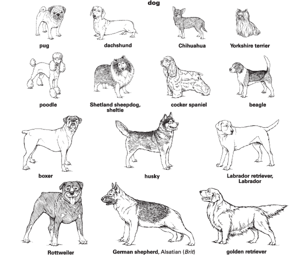 dog tail meaning dog tail meaning