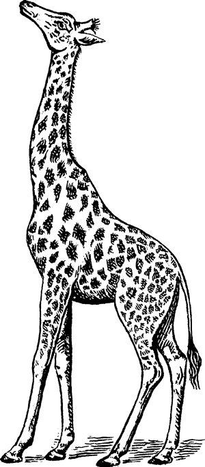 Giraffe - Definition for English-Language Learners from Merriam-Webster