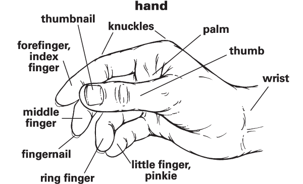 Hand definition for english language learners from merriam webster s