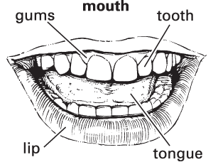 mouth definition for english language learners from merriam