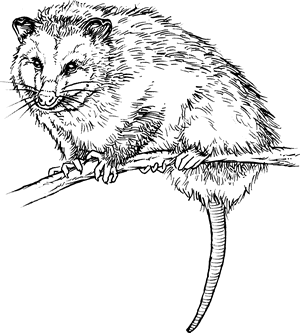 opossum definition for english language learners from merriam plural form of opossum
