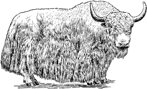 Yak Definition For English Language Learners From Merriam