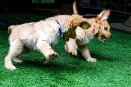 feisty-word-history-puppies-playing-photo
