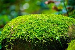 mossy-stone-photo