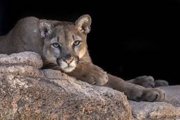 what-is-a-catamount-mountain-lion-photo