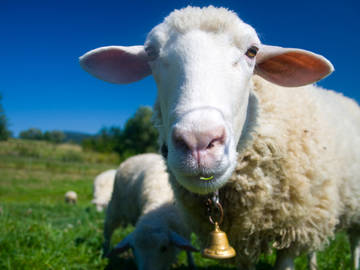 bellwether