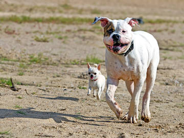 bigger-and-smaller-dogs
