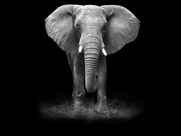 black-and-white-photo-of-an-elephant-isolated-on-a-black-background