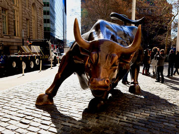 bull