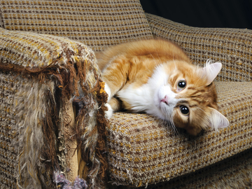 cat-ripping-up-furniture