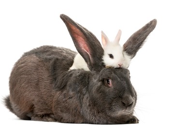 cute-fluffy-bunnies