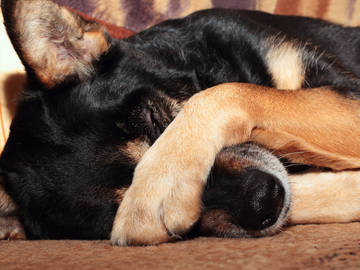 dog-covering-face