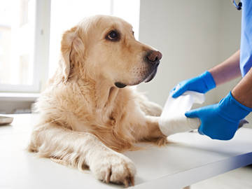 dog-getting-leg-wrapped