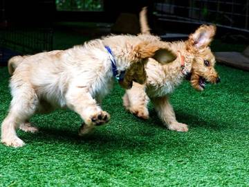feisty word history puppies playing photo