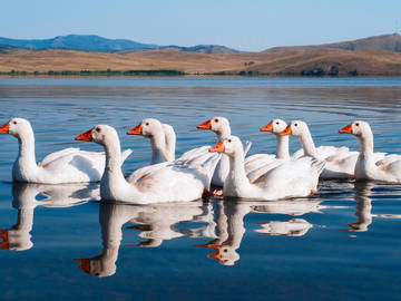 gaggle