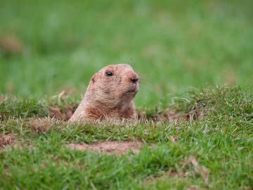 groundhog
