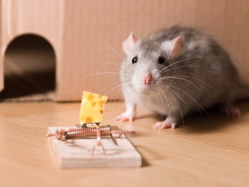 gullible-mouse