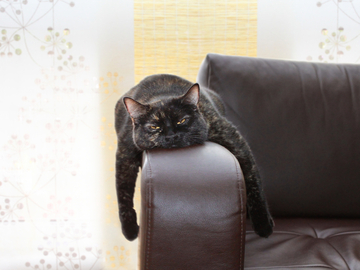 i-am-a-bored-and-uninterested-cat-do-you-have-something-to-say-to-me-too-bad-i-do-not-care