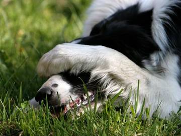 is it regretful or regrettable ashamed dog
