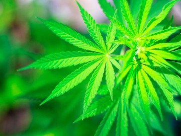marijuana