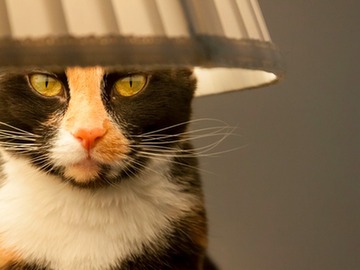 merp-kitty