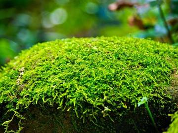 mossy-stone-photo