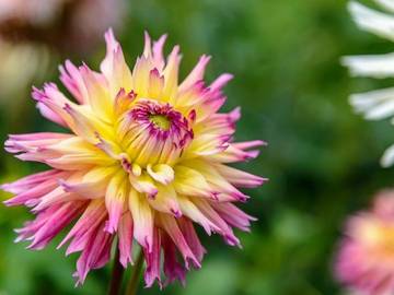 perennial or annual