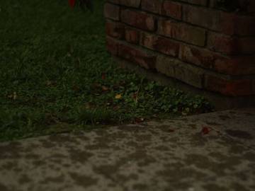 petrichor-rain-slang-definition