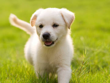 puppy