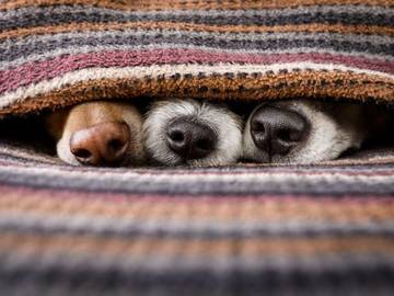 snug as a bug in a rug dogs under blanket