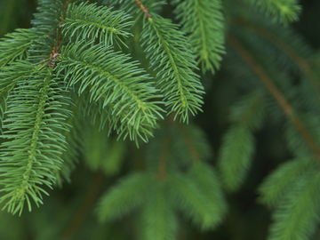 spruce