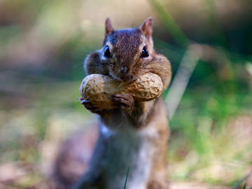 squirrel-trying-to-eat-a-nut-that-doesnt-quite-fit-in-its-mouth