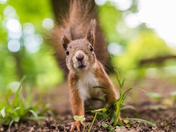 squirrel-word-history