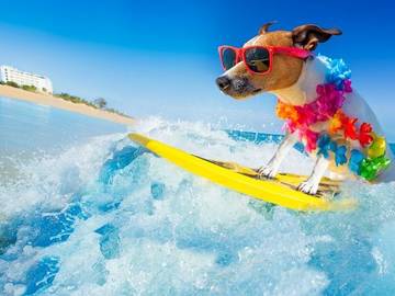 surfing-dog-photo-is-funner-or-funnest-a-real-word