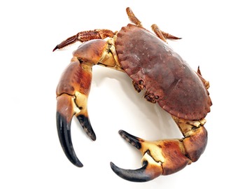 trend-watch-carcinogenic-crab