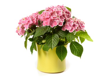 trend-watch-loathe-hydrangea