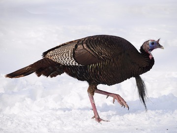 why-do-we-quit-cold-turkey