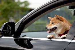shiba-inus-are-notorious-for-texting-and-driving