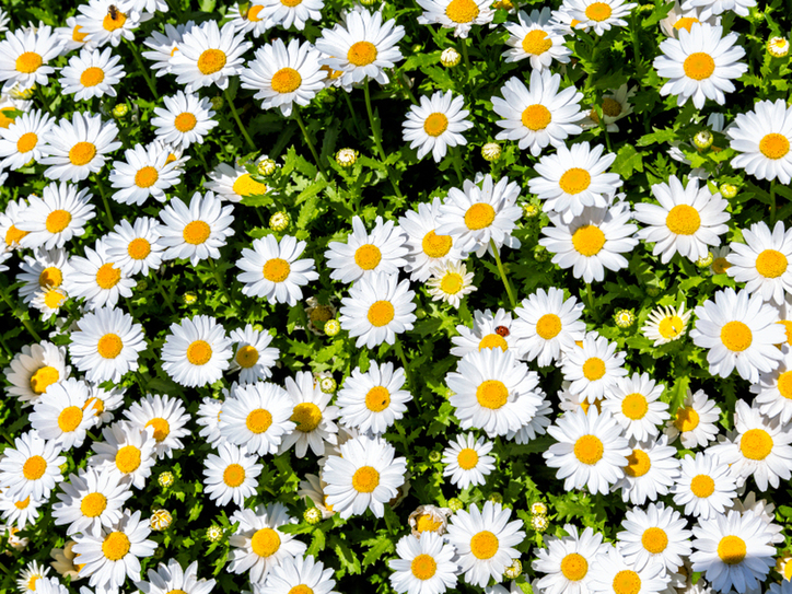 gardening services north london small lawn hardscape ideas