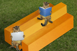 cats-on-impossible-timber