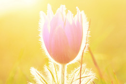 closeup-of-pulsatilla-grandis-flower