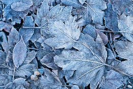 frosted-autumn-leaves