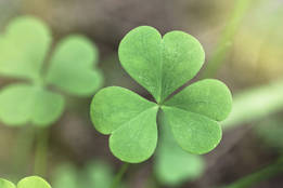 shamrock