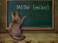 a-cat-teaching-the-pronunciation-of-meow-to-a-classroom-of-kittens-using-ipa-style-rather-than-mw-style-because-the-cat-uses-our-learners-dictionary-rather-than-the-collegiate