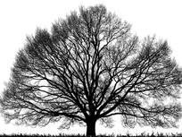 a-large-tree-with-many-branches