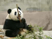baby panda