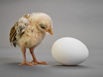 chicken-or-egg