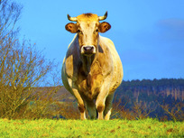 cow-coming-home